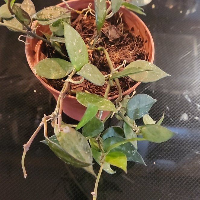 Photo of the plant species Hoya krohniana by @LadySugarvine named Honey on Greg, the plant care app