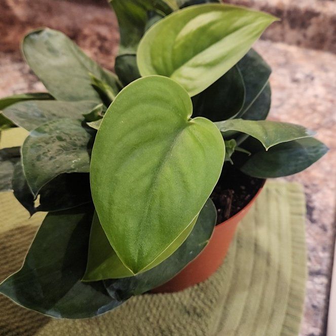Photo of the plant species Scindapsus Jade Satin Aurea Variegated by @LadySugarvine named Jade on Greg, the plant care app