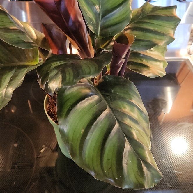 Photo of the plant species Rotundifolia by @LadySugarvine named Folia on Greg, the plant care app