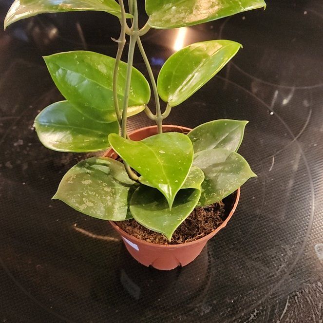 Photo of the plant species Hoya parasitica by @LadySugarvine named Raticia on Greg, the plant care app