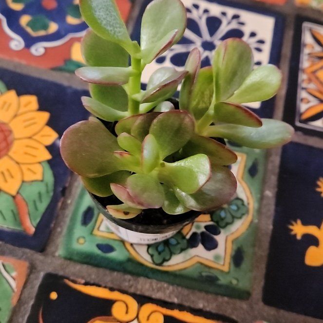 Photo of the plant species Crassula ovata 'compacta Variegata' by @LadySugarvine named Ovita on Greg, the plant care app
