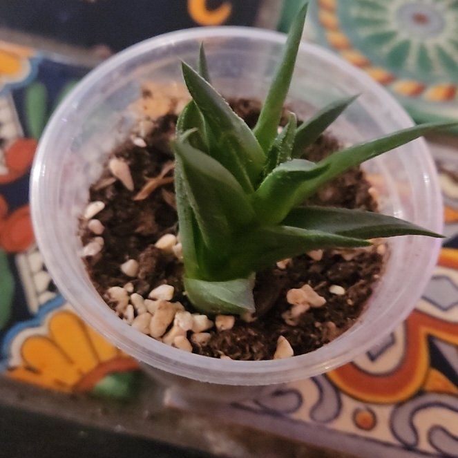 Photo of the plant species Haworthia viscosa by @LadySugarvine named Rayon on Greg, the plant care app