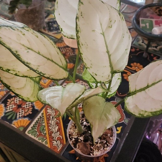 Photo of the plant species Aglaonema 'Beauty' by @LadySugarvine named Blondie on Greg, the plant care app