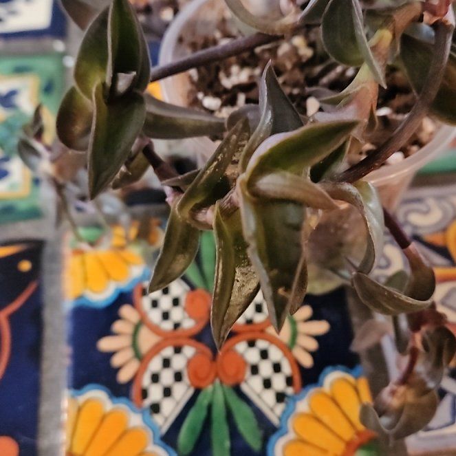 Photo of the plant species pink panter by @LadySugarvine named Tolkien on Greg, the plant care app