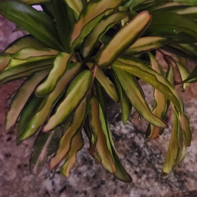 Photo of the plant species Hoya 'Wayetii Tricolor' by @LadySugarvine named Salty on Greg, the plant care app