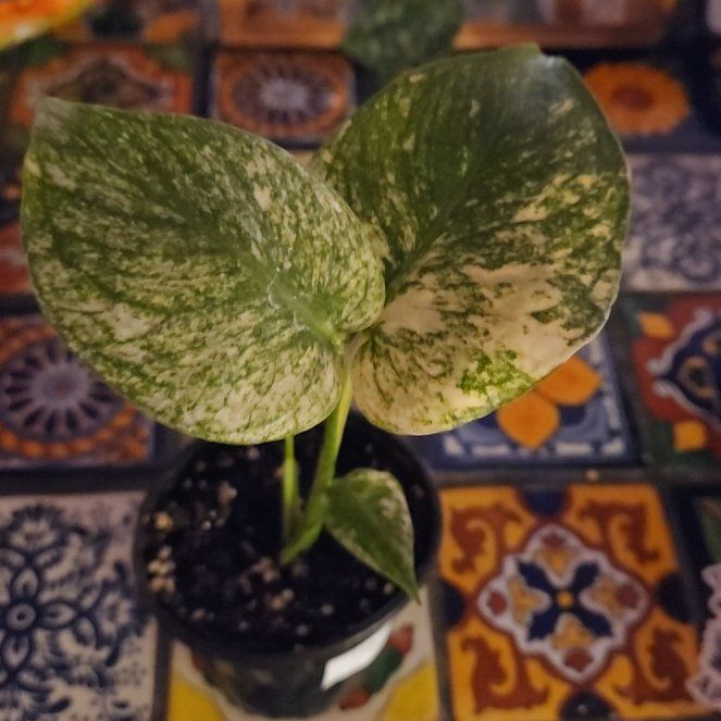 Photo of the plant species Monstera Mint by @LadySugarvine named Pristine on Greg, the plant care app