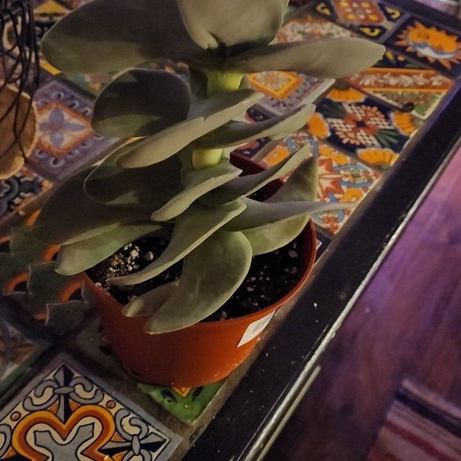 Photo of the plant species Propeller Plant by @LadySugarvine named Rochea on Greg, the plant care app