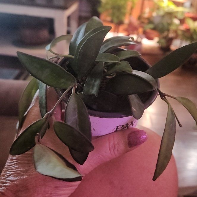 Photo of the plant species Hoya rosita 'Adrift' by @LadySugarvine named Rosita on Greg, the plant care app