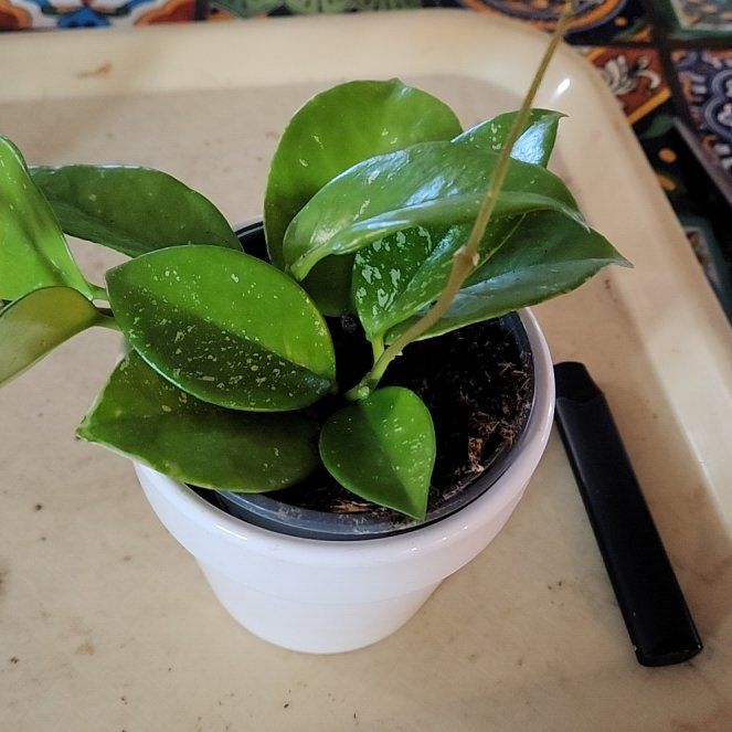 Photo of the plant species Speckled Hoya by @LadySugarvine named Dapple on Greg, the plant care app