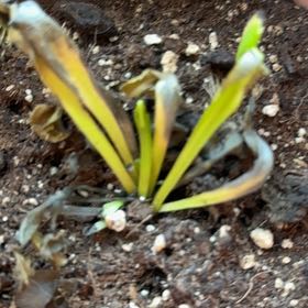 Photo of the plant species Venus Fly Trap (Gremlin) by @ZestyBismarckia named LiloStitch on Greg, the plant care app