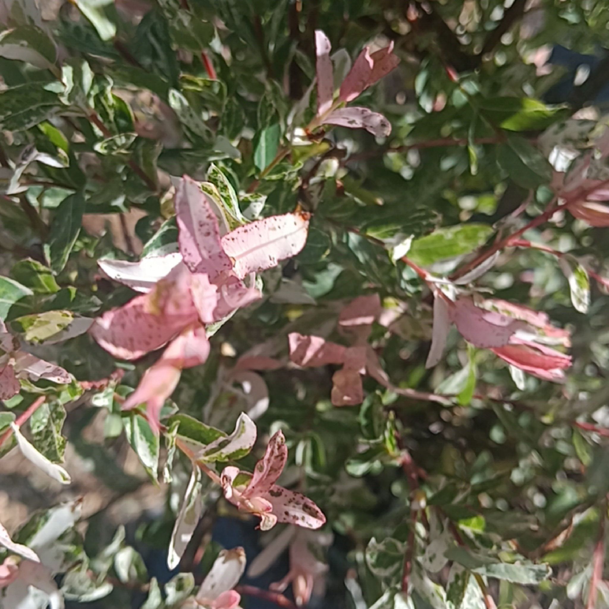 Photo of the plant species Flamingo Dappled willow by @FreeWoollyrose named Rosa on Greg, the plant care app