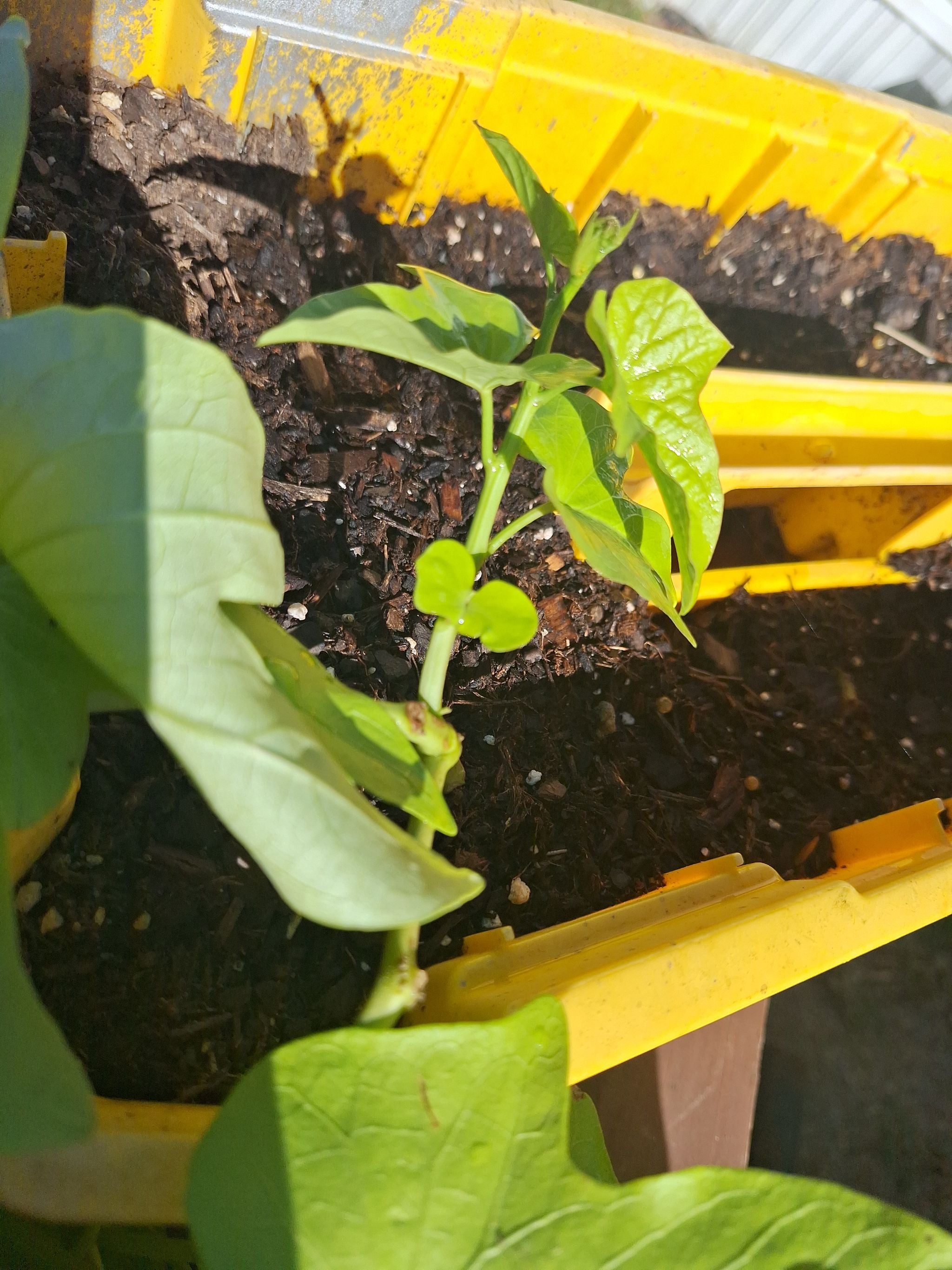 🥔 Top 8 Pot Features Your Giant Potato Will Love