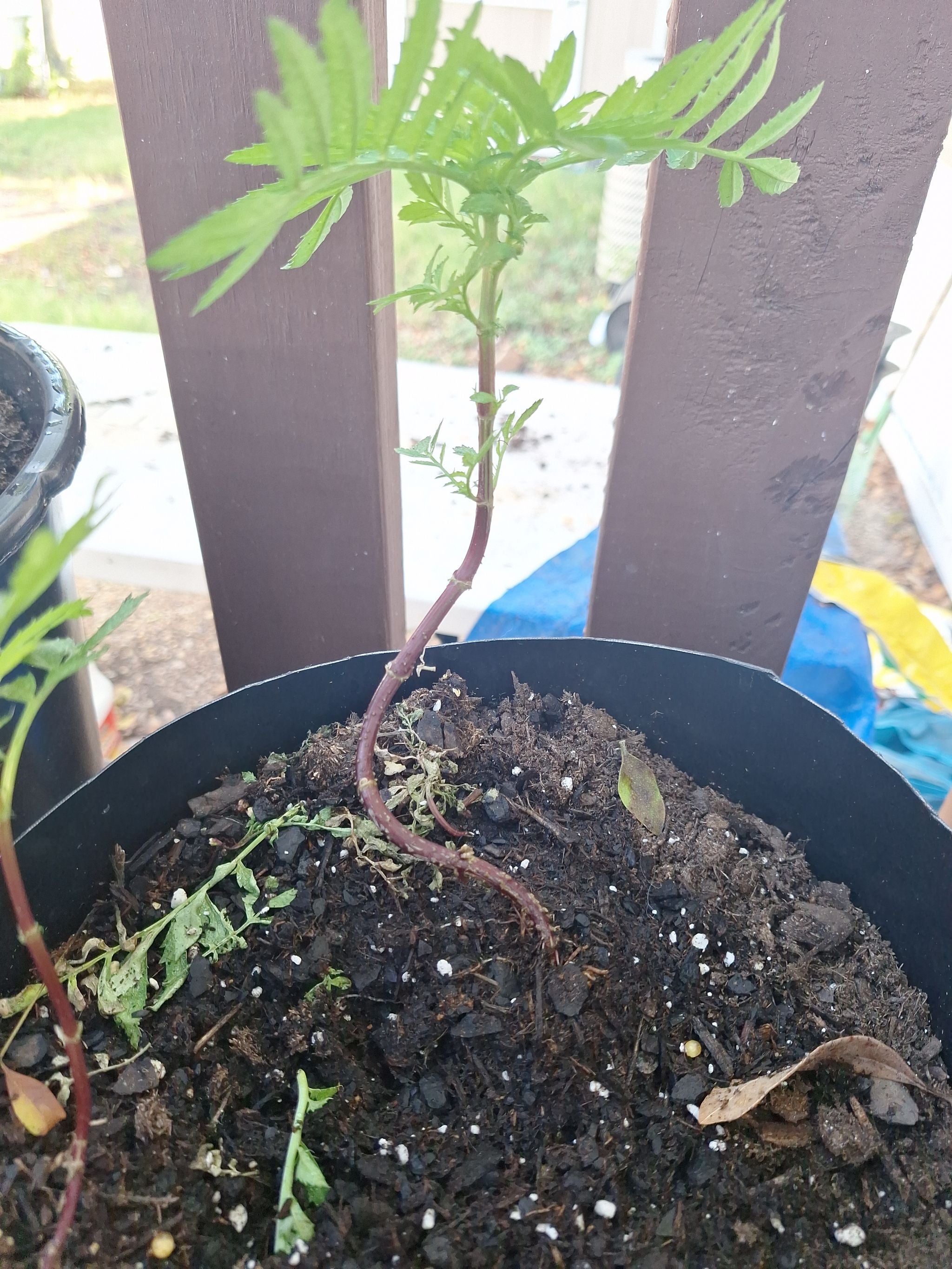 Ultimate Guide to What's Eating Your Dwarf Bolero Marigold 🐛