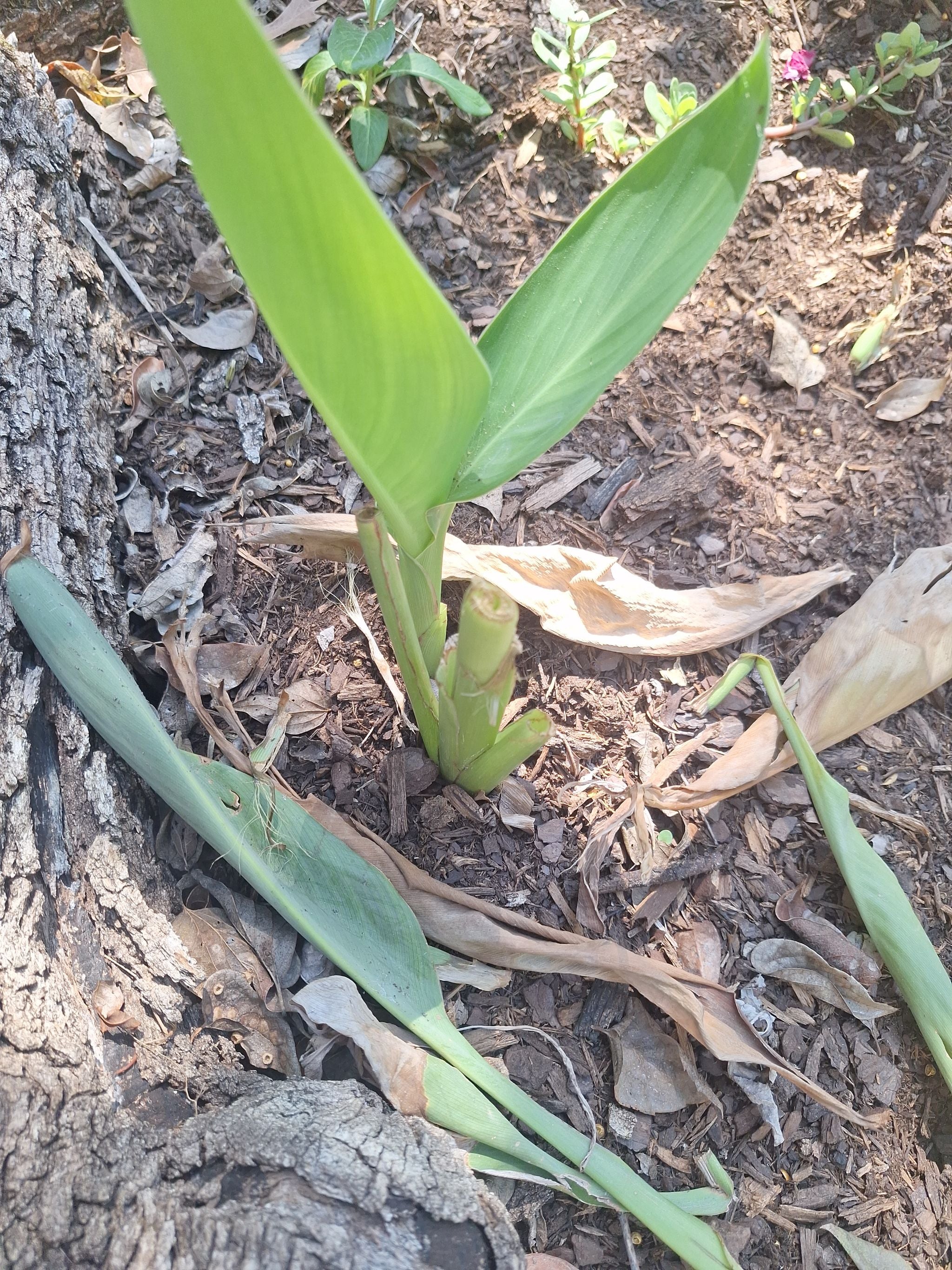 🍌 Edible Parts of Banana Canna StepbyStep Guide