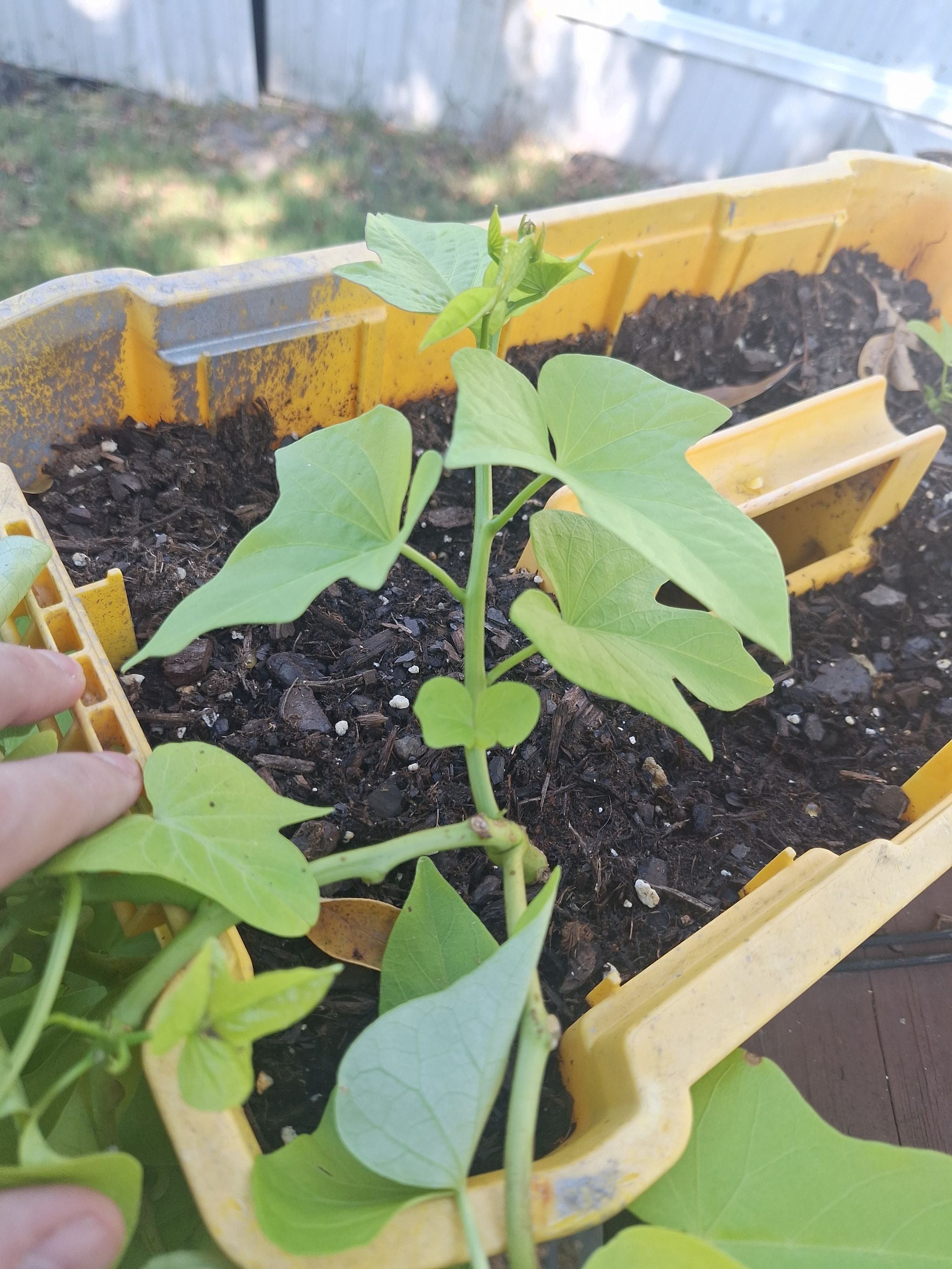 Denali's latest growth has grown bigger since last time