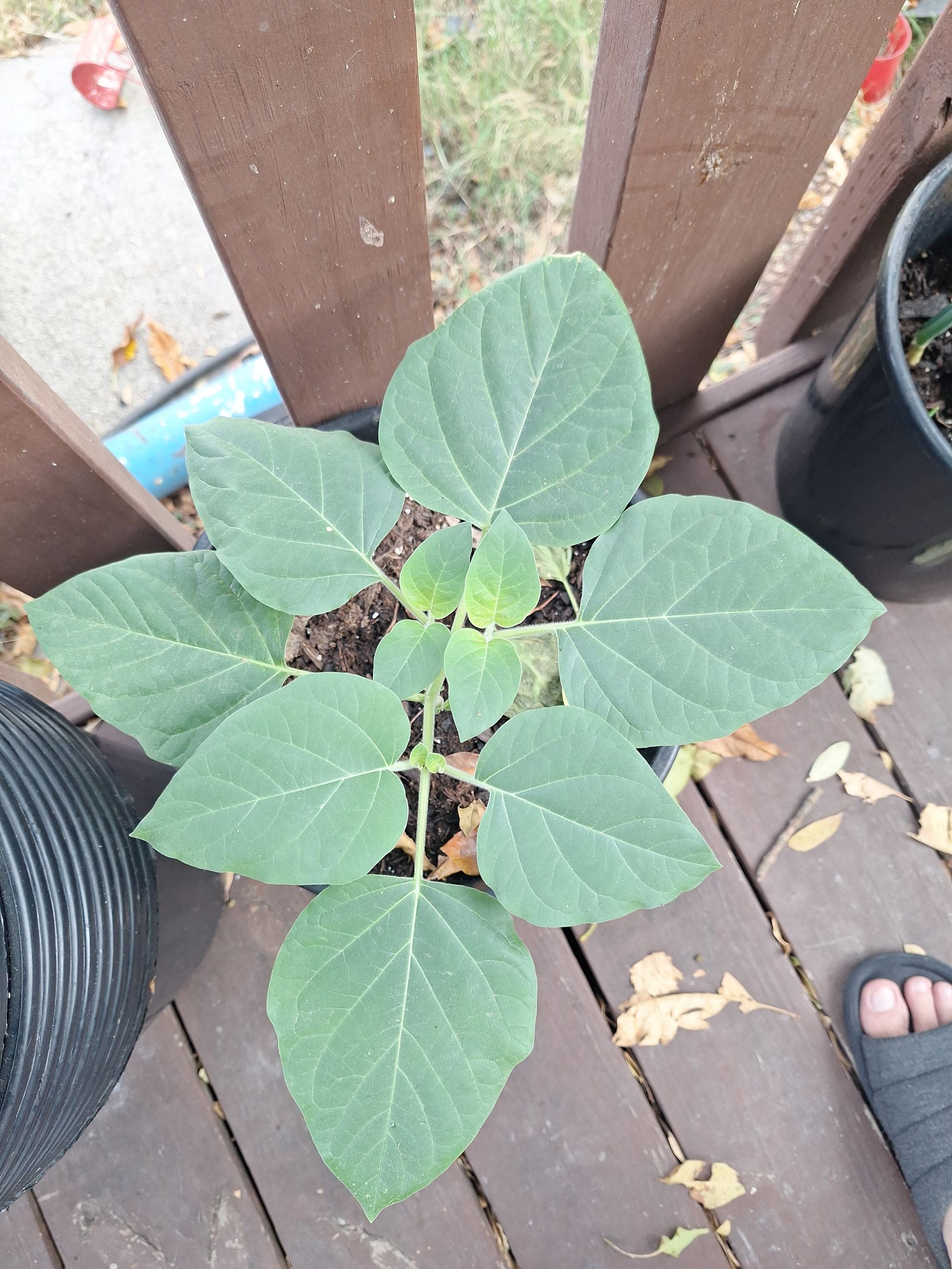 Ancho Pepper Is NonToxic to Humans 🌶️