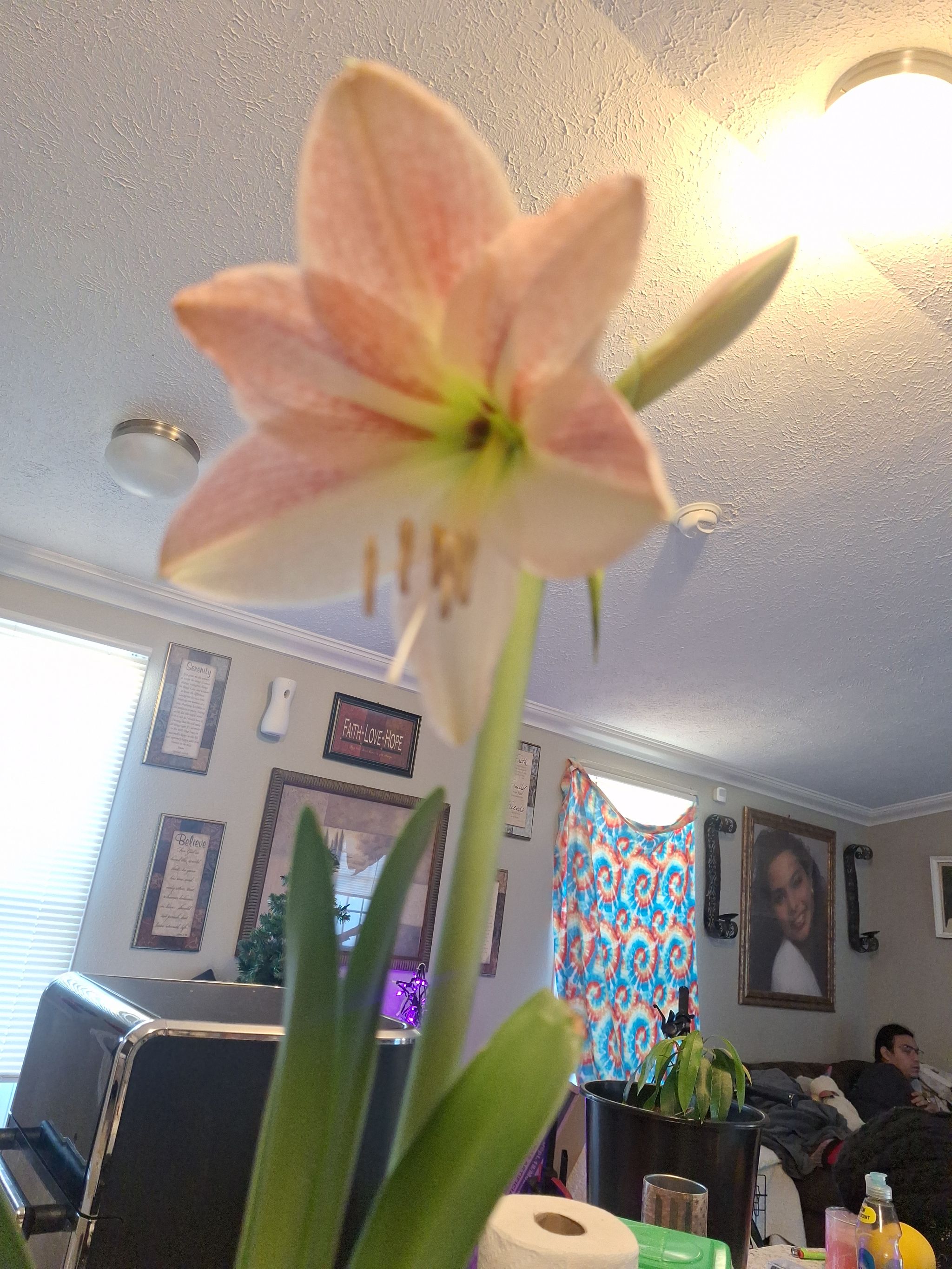 Amy the amaryllis