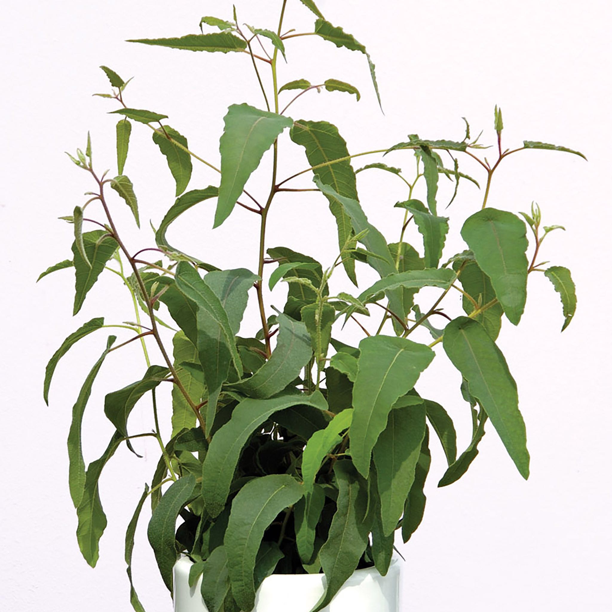 Photo of the plant species Eucalyptus Lemon Bush by @GracedEncina named Eunice Eucalyptus on Greg, the plant care app