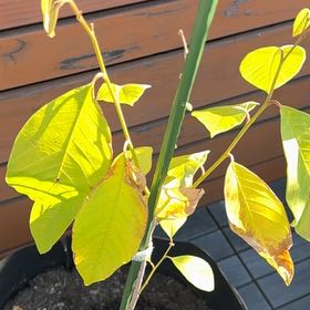 Photo of the plant species cherimoya by @HolyLongispina named Aristotle on Greg, the plant care app