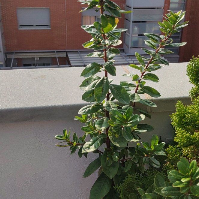 Photo of the plant species Strawberry Tree by @HeroPotatovine named McKinley on Greg, the plant care app