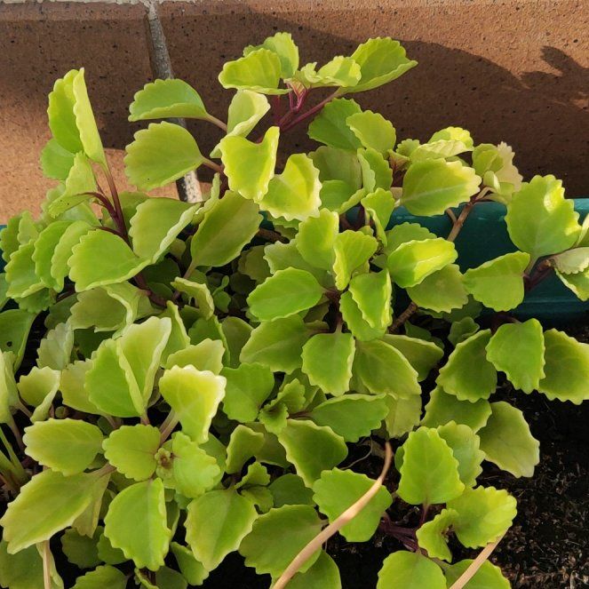 Photo of the plant species Money Plant by @HeroPotatovine named Forrest on Greg, the plant care app