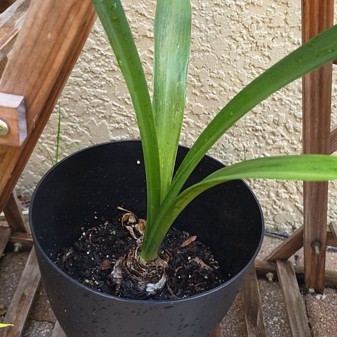Photo of the plant species Amaryllis by @ShowyAzurebluet named Dolores on Greg, the plant care app