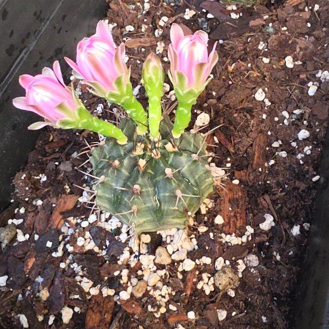 Photo of the plant species Gymnocalycium pflanzii by @ShowyAzurebluet named Harmony on Greg, the plant care app