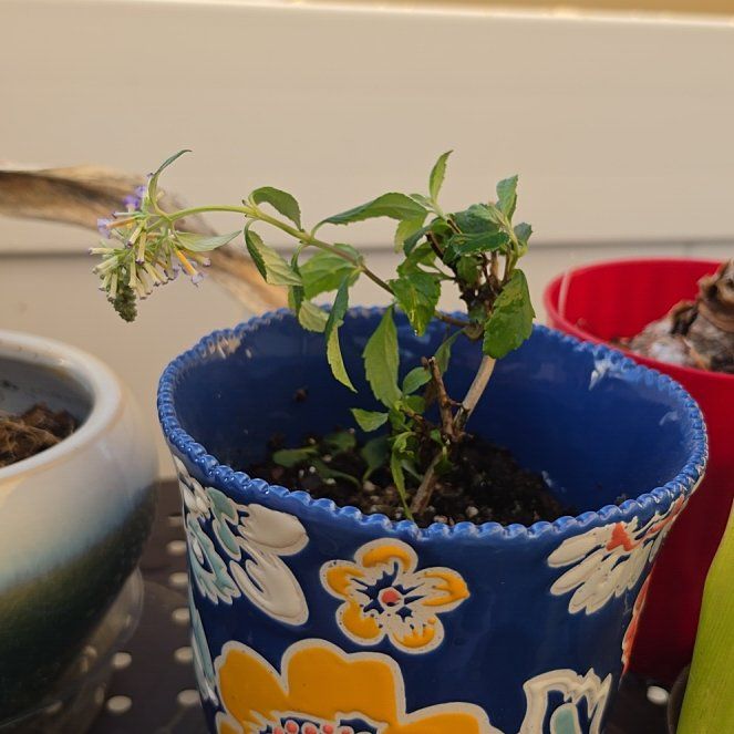 Photo of the plant species Blueberry Pie Butterfly Bush by @ShowyAzurebluet named Delilah on Greg, the plant care app