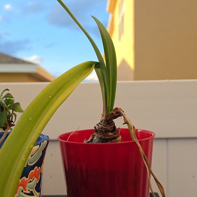 Photo of the plant species Amaryllis by @ShowyAzurebluet named Pax on Greg, the plant care app