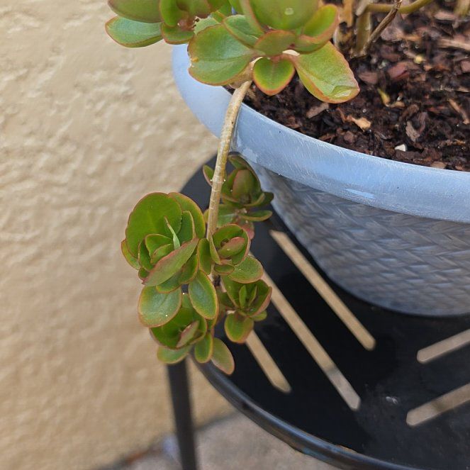 Photo of the plant species Chinese Sedum by @ShowyAzurebluet named Sir Plancelot on Greg, the plant care app
