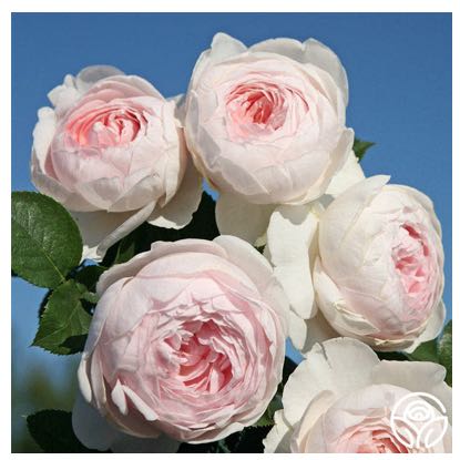 Photo of the plant species Earth Angel Parfum Rose by @PiousLionsear named Xena on Greg, the plant care app