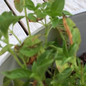 Photo of the plant species Lemon Basil by @DrivenPalepuma named Lemon Basil on Greg, the plant care app