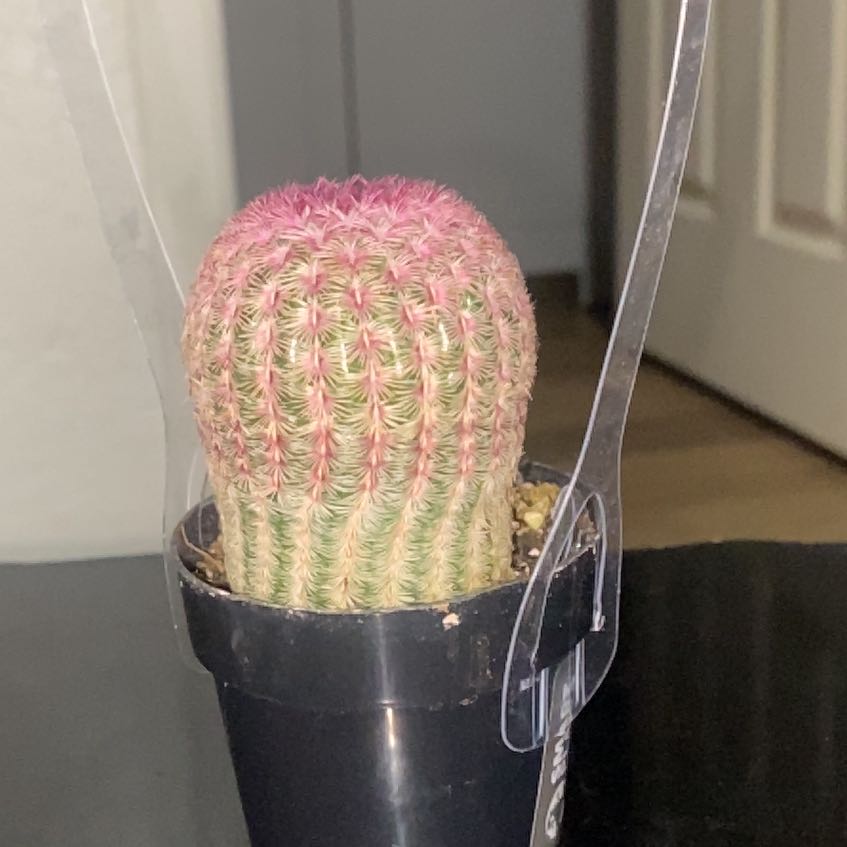 Photo of the plant species Asst cacti by @Obeyalexis24 named Berry Haze🍇🫐🍒 on Greg, the plant care app