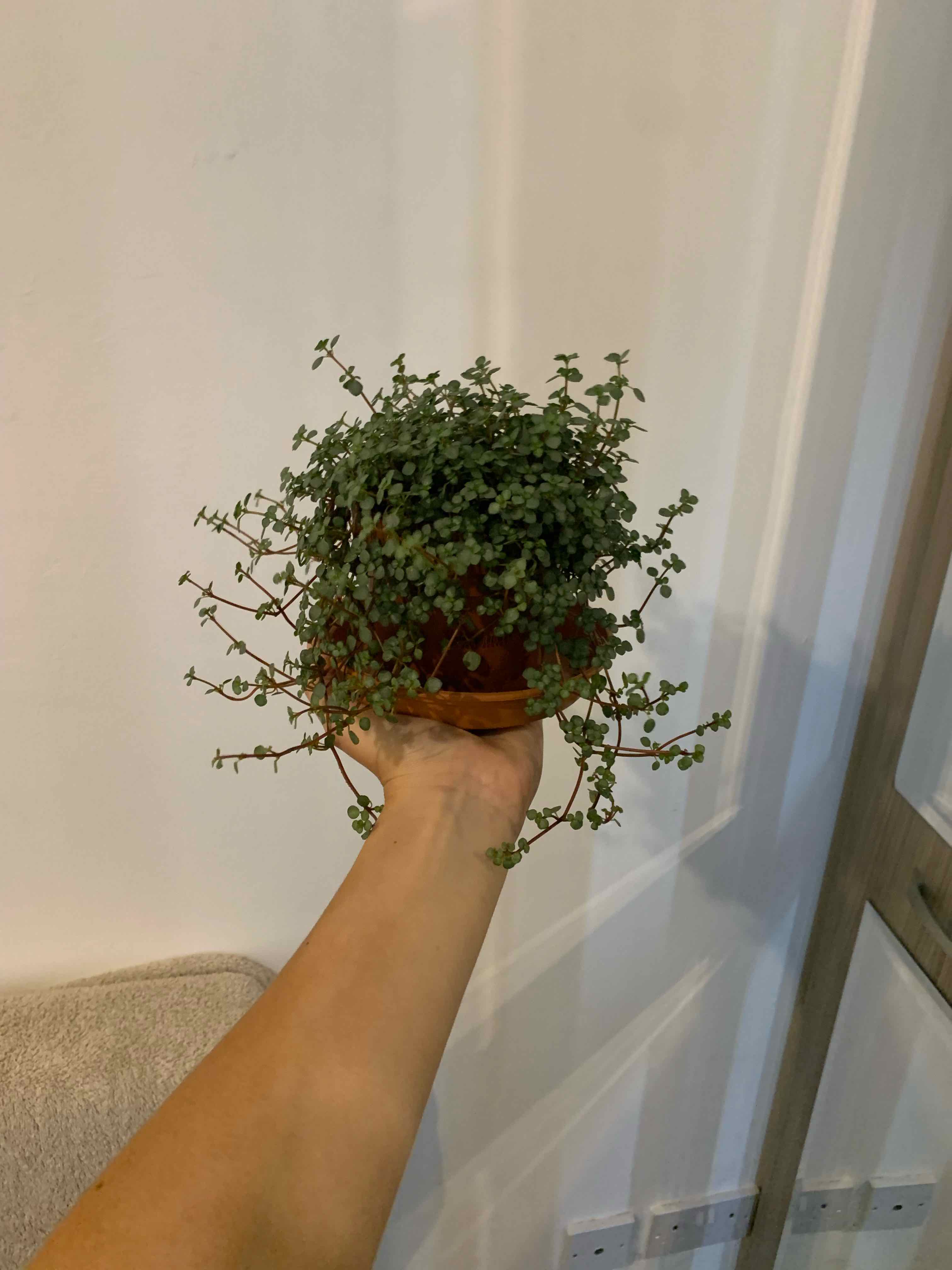 A healthy Silver Spa plant being held by a hand, with small green leaves and no visible signs of disease.
