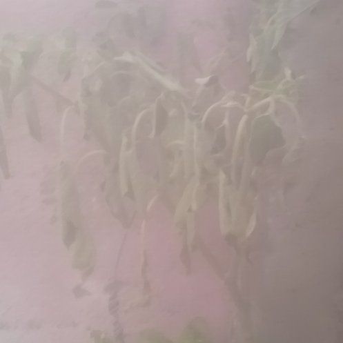 Photo of the plant species Blond Plantain by @WholeKaroorose named Fernie Mercury on Greg, the plant care app