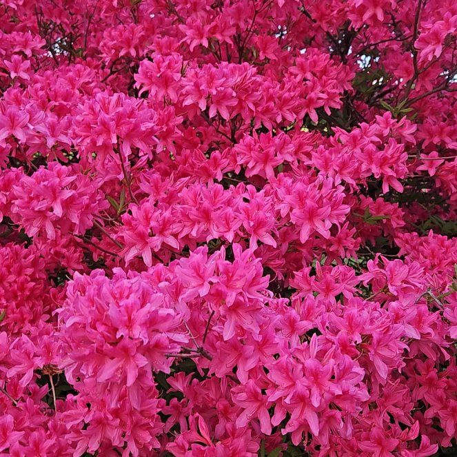 Photo of the plant species Satsuki by @PoshRufflejade named Sol on Greg, the plant care app