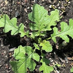 Photo of the plant species Chinese Mustard by @VehementMaylily named Rosa on Greg, the plant care app