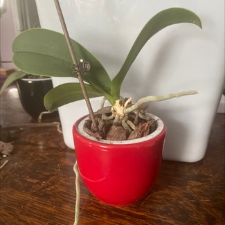 Mini Phalaenopsis Orchid plant in Sarnia, Ontario