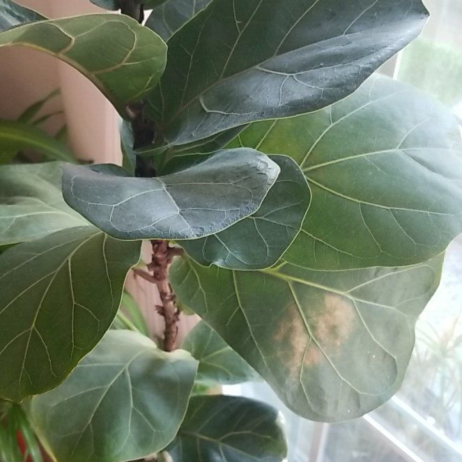 Photo of the plant species Fiddle Fig by @ChicCanadaplum named Eva on Greg, the plant care app
