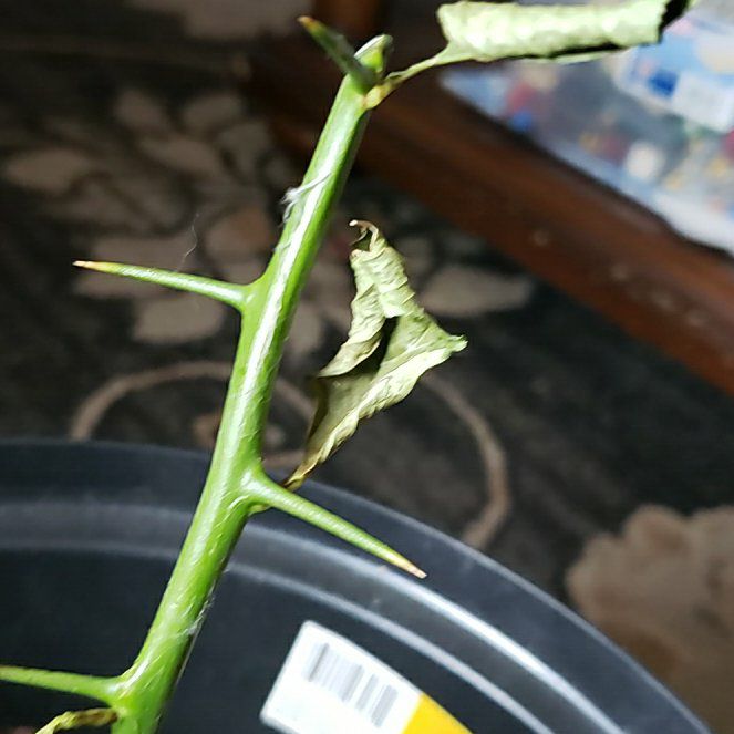 Photo of the plant species Rangpur Lime by @ProphetCentella named Gregarious on Greg, the plant care app