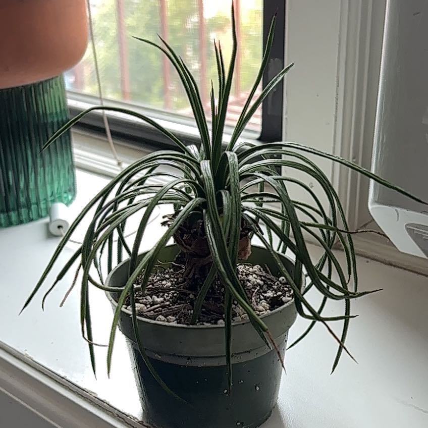 Photo of the plant species Agave Geminiflora by @HeroGreydogwood named Willow on Greg, the plant care app