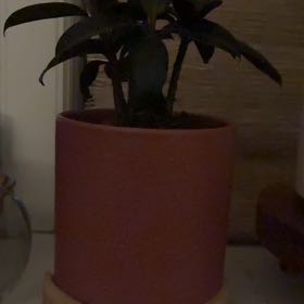 Photo of the plant species Ficus Robusta by @HeroGreydogwood named James Dean on Greg, the plant care app