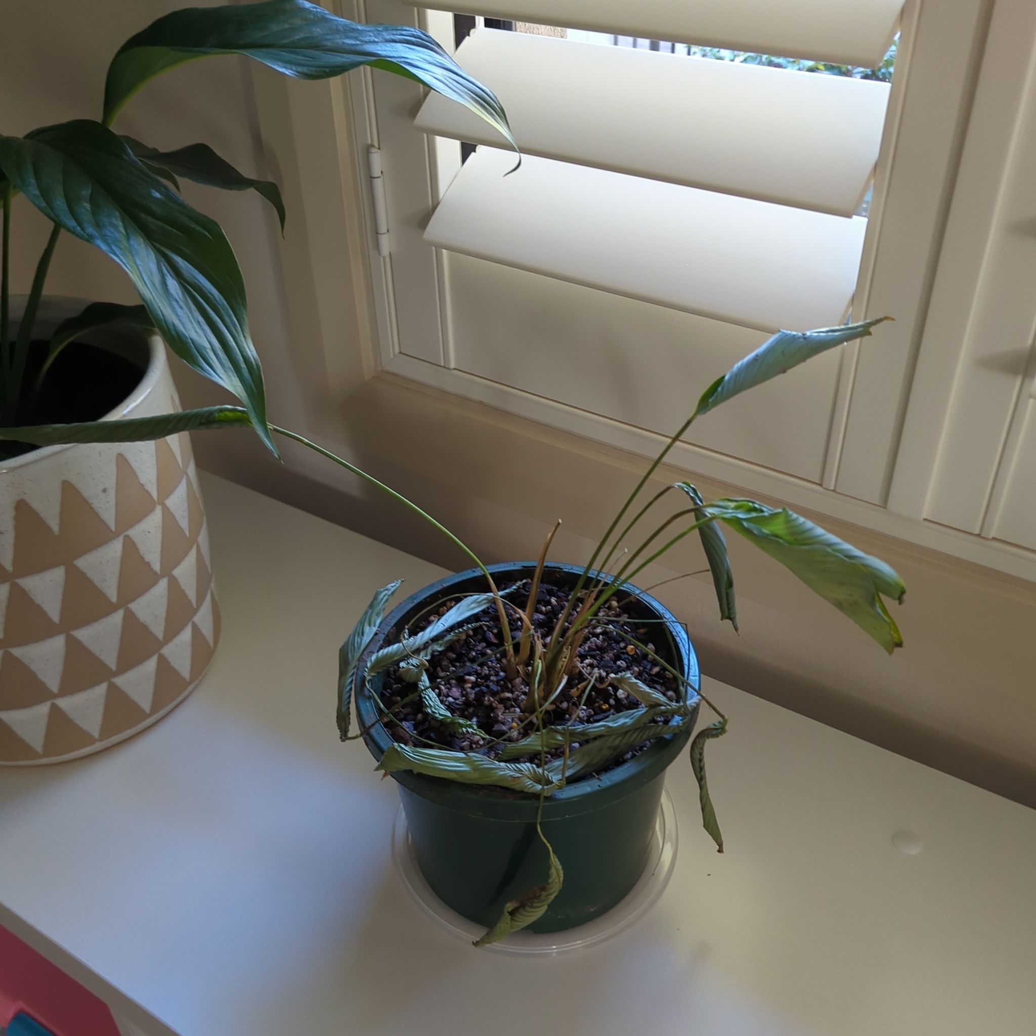 Sproutacus