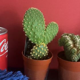 Photo of the plant species Opuntia cacanapa 'Ellisiana' by @HolyGoldenmoss named Hamilton on Greg, the plant care app
