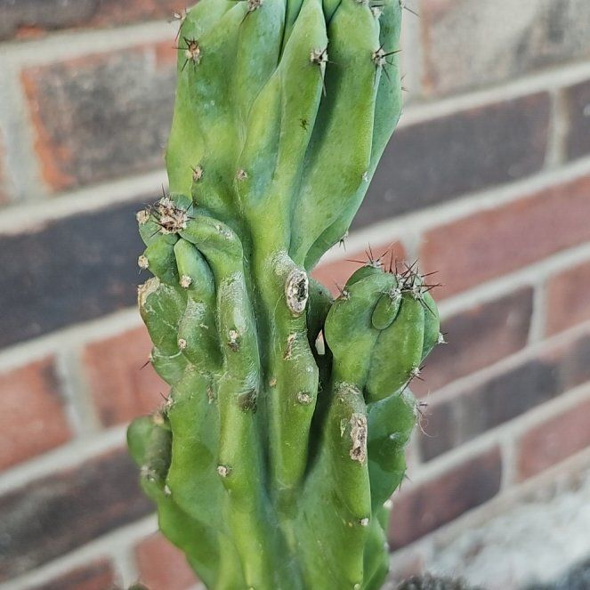 Photo of the plant species Narrow-angled Cereus by @ThePlantWindow named Pax on Greg, the plant care app