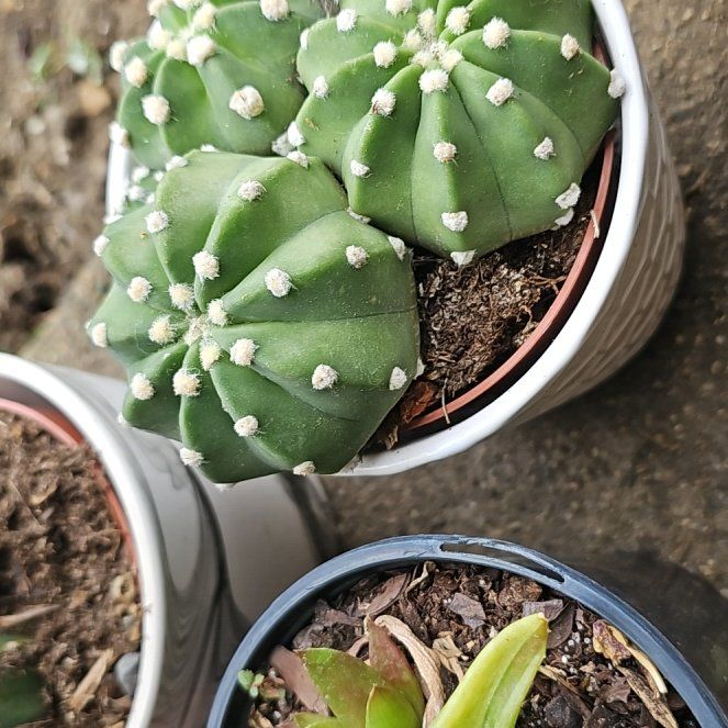 Photo of the plant species Domino Cactus by @ThePlantWindow named Sir Plancelot on Greg, the plant care app