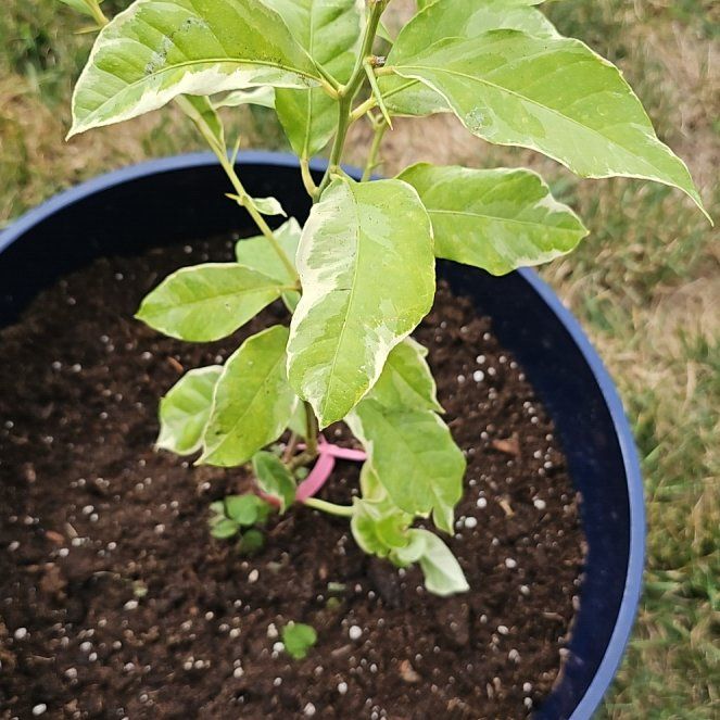 Photo of the plant species Lemon Tree by @ThePlantWindow named Elizabeth on Greg, the plant care app