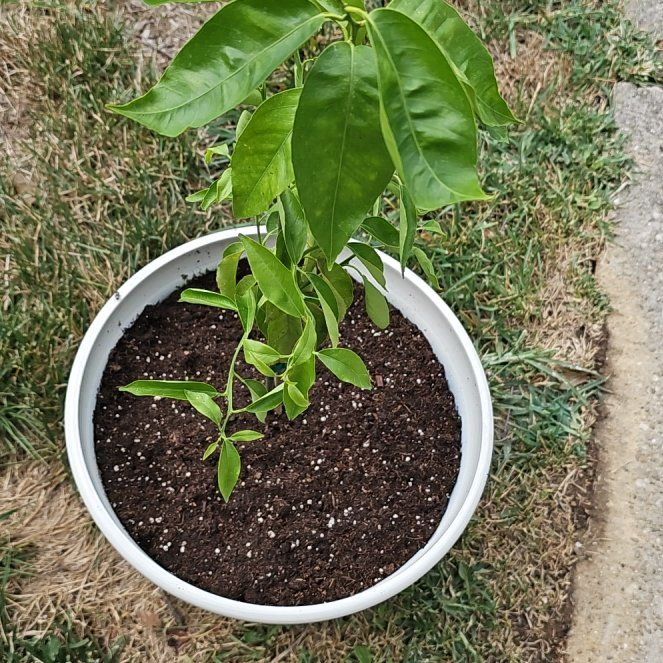Photo of the plant species Callie Kumquat by @ThePlantWindow named Chloro Phillys on Greg, the plant care app