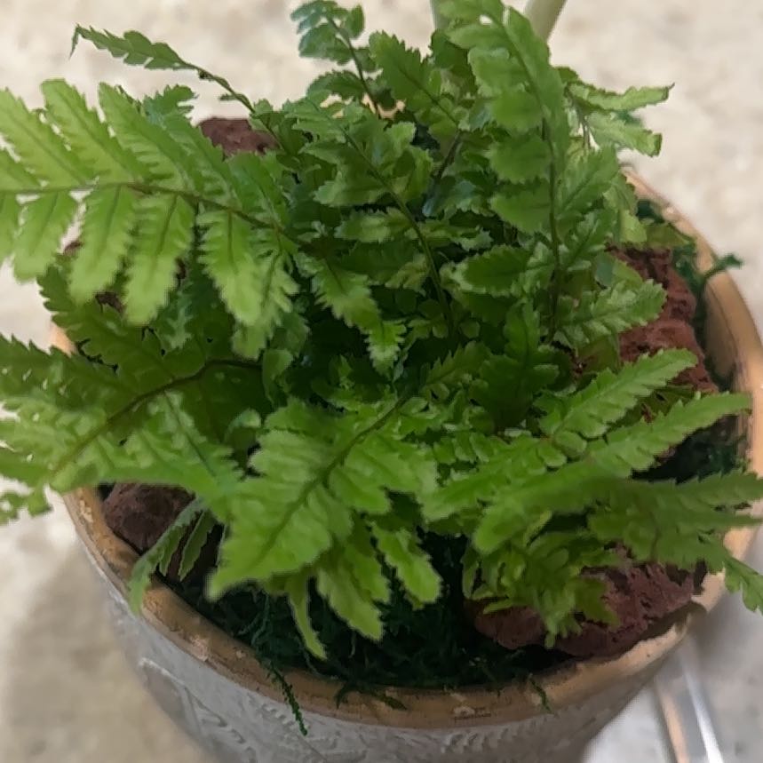 Photo of the plant species Dryopteris wallichiana subsp. madagascariensis by @YesTexasmadrone named &G on Greg, the plant care app