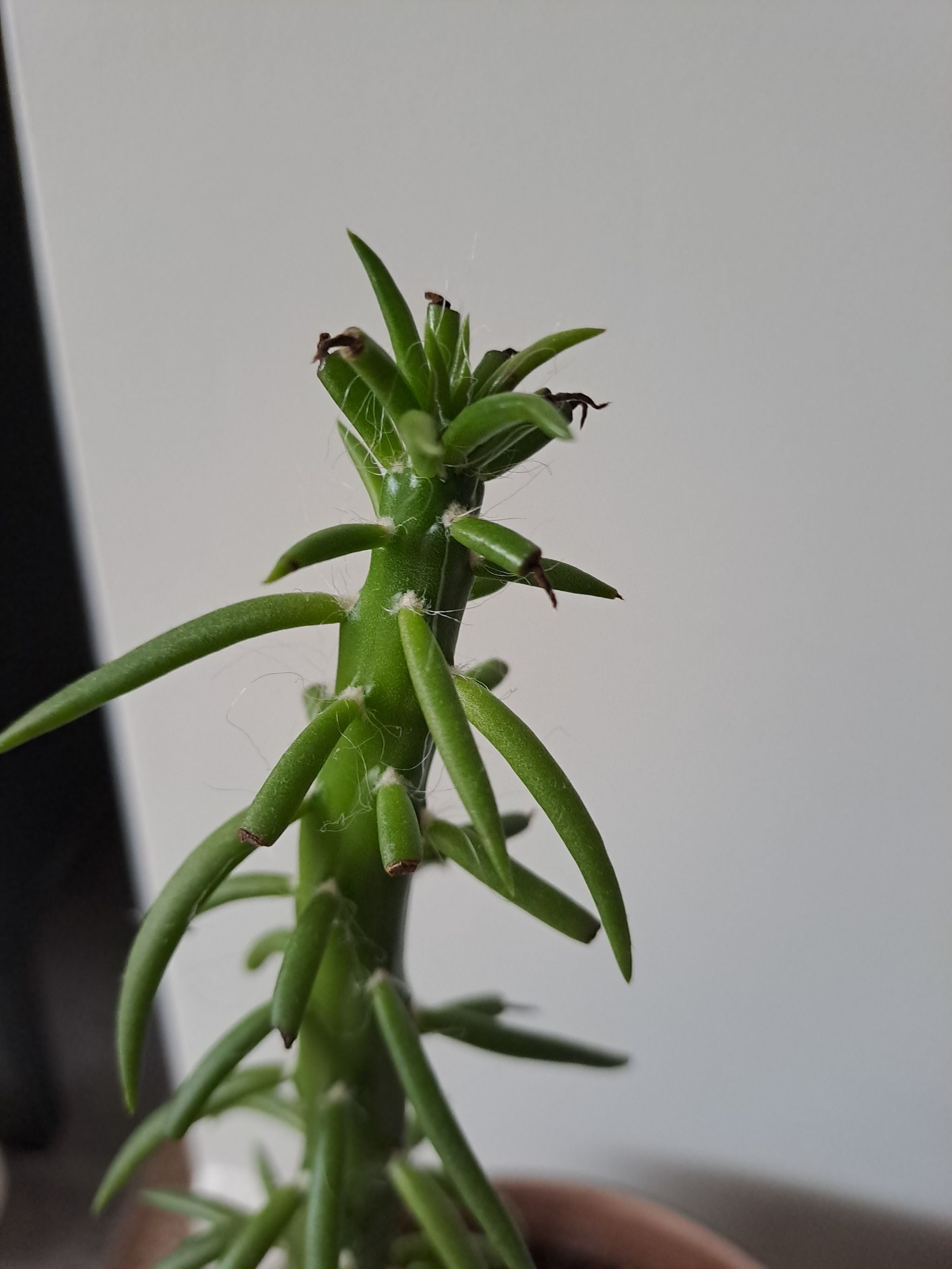 Austrocylindropuntia subulata 'Monstrosa' How Much Water & Light Does